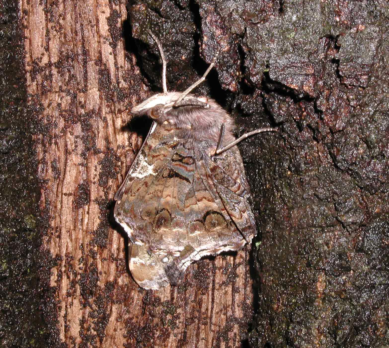 Vanessa atalanta svernante